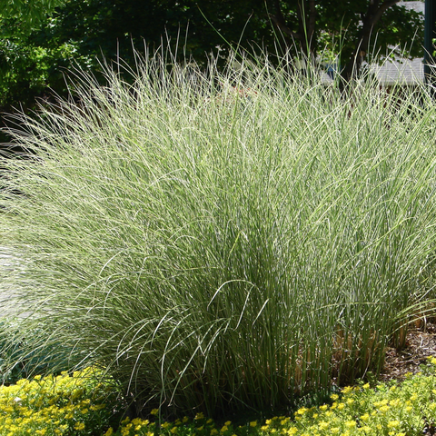 Miscanthus sinensis Morning Light 2L / 10L