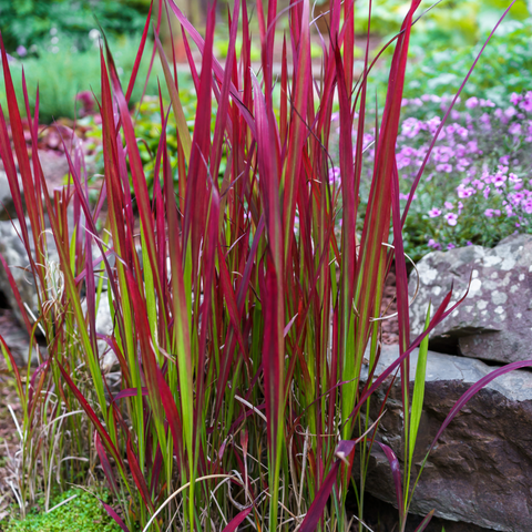 Imperata cylindrica Red Baron (Herbe de sang japonaise) 9 cm / 2 L / 3 L / 7,5 L