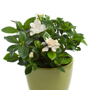 Gardenia jasminoides | Pot de culture de 1,5 L