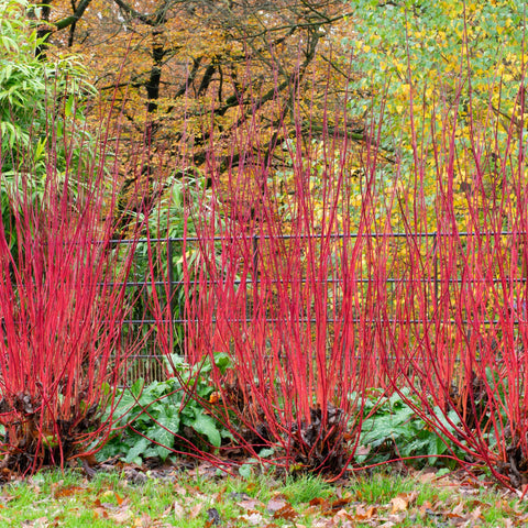 Cornus 'Sibirica' (Siberian Dogwood) 2L