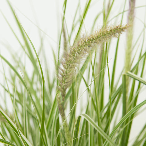 Pennisetum 'Sky Rocket' Ornamental Grass