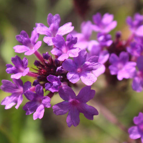 Verbena 'Rigida' 9cm/1,5L/2L