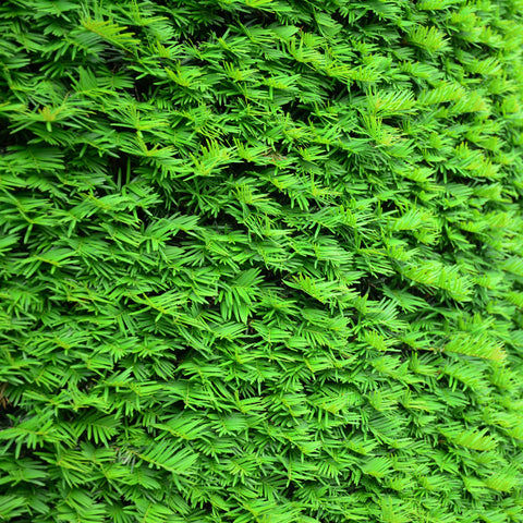 Haie d'if - Taxus baccata 9 cm/2 L